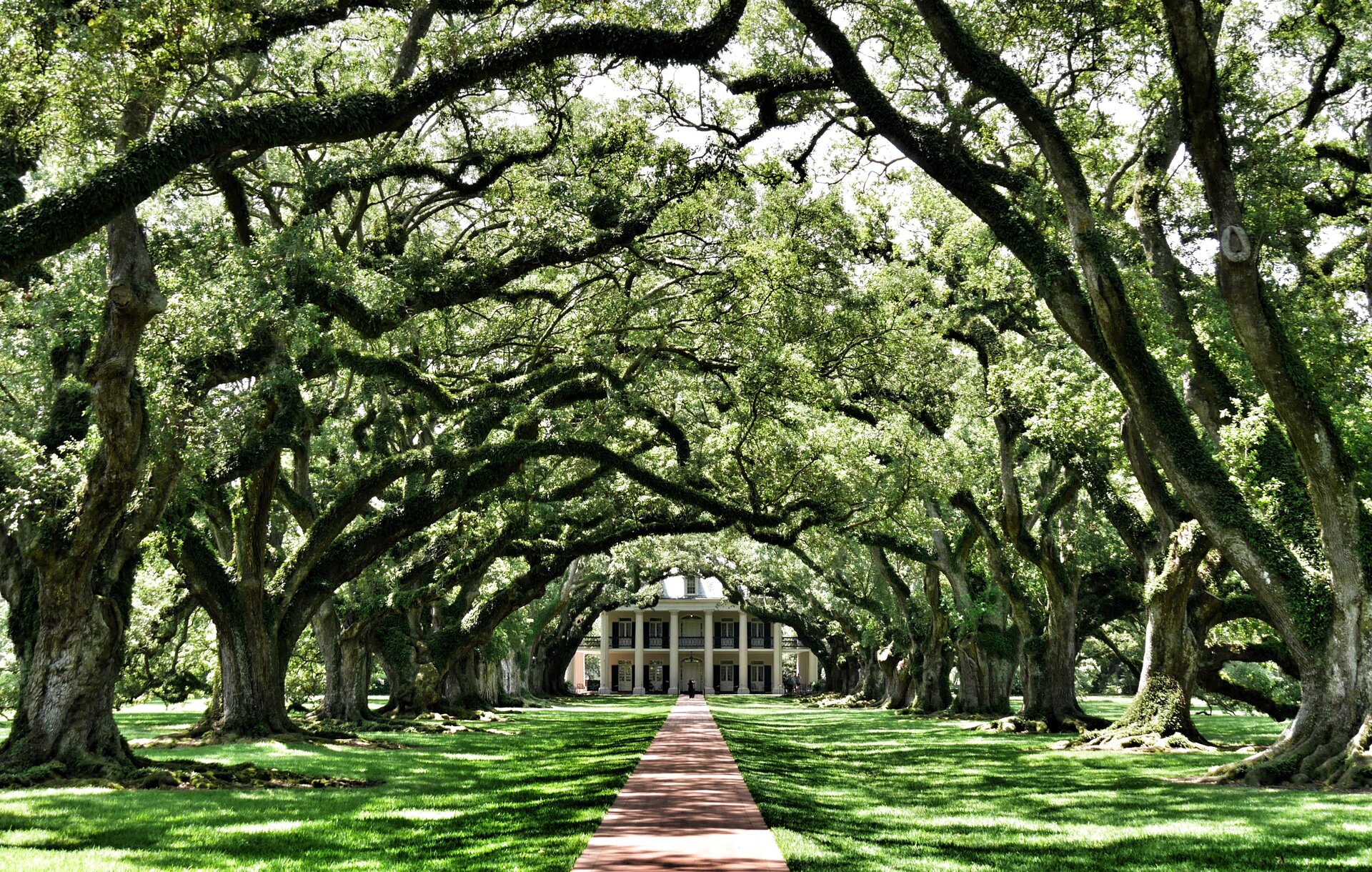 tree-covered walkway