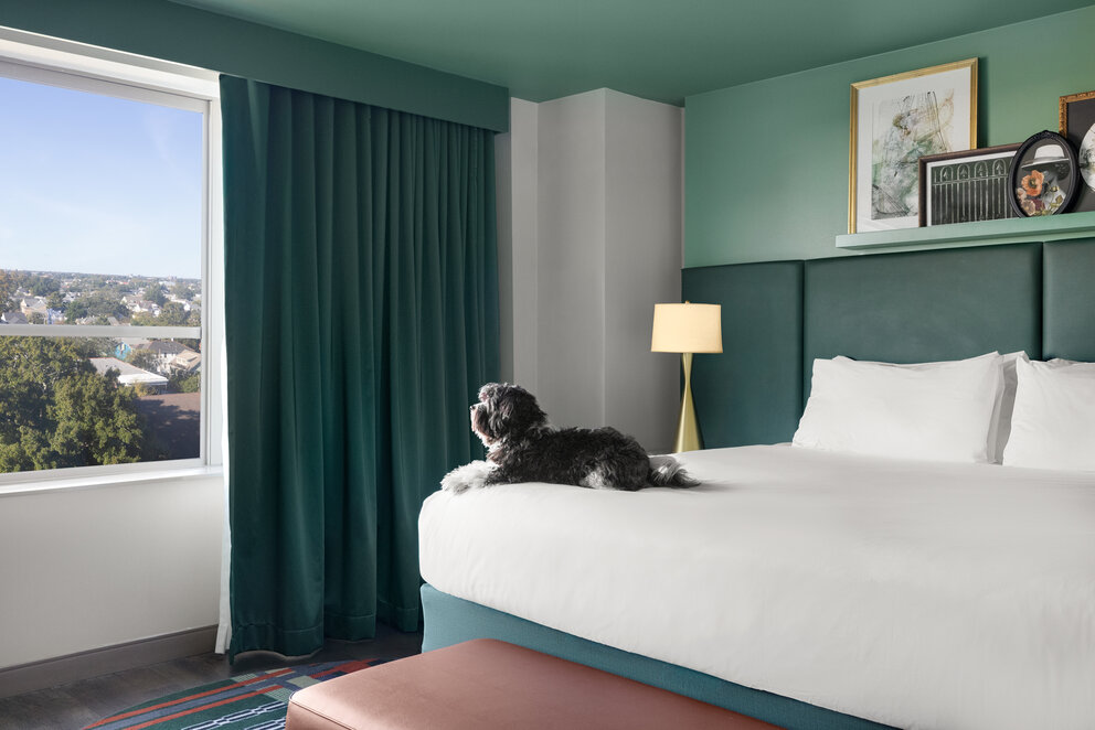 a dog lying on a bed